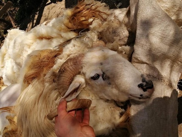 В Закарпатской области началась массовая стрижка овечьей шерсти