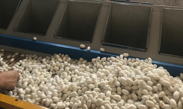 В Ивановской области посеют 32 тысячи га длинного льна В Ивановской области посеют 32 тысячи га длинного льна